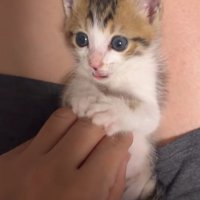 人のひざの上で遊ぶ子猫