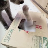 伸びる前足