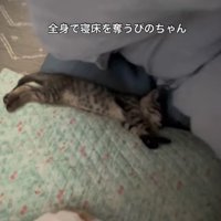 寝る子猫