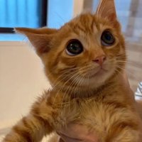 子猫の顔をアップ