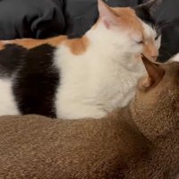 くつろぐ2匹の猫