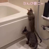 「なんの音ニャ」と書かれた写真