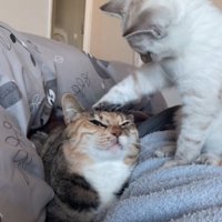 先輩猫の頭をポンポンする子猫