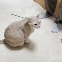 立つ人の足元に座る猫