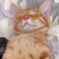 仰向けになって眠る茶トラ猫
