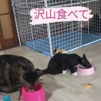 ごはんを食べる2匹の猫