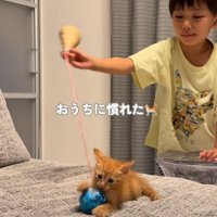 男の子のおもちゃにじゃれる子猫