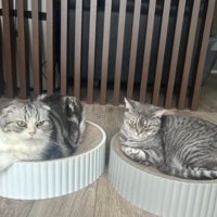 室内にいる猫