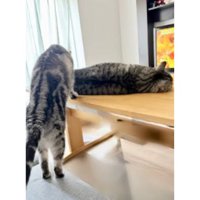 室内にいる猫