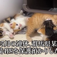 寄り添う子猫たち