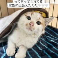 ケージの中で毛布をかぶっているカメラ目線の猫