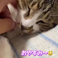 眠る猫
