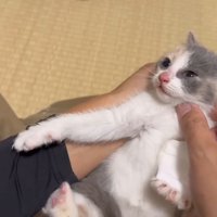 仰向けの三毛ちゃん