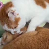 丸まって寝ている茶トラ猫に前足をのせる茶白猫