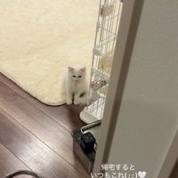 ケージのそばでお座りをしている俯いた子猫