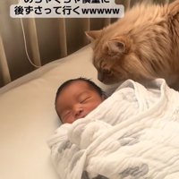 新生児の頭の匂いを嗅いでいる茶色猫