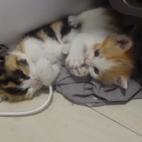 じゃれ合う2匹の子猫の写真1