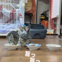 ご飯を食べる3匹の子猫達