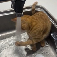 蛇口から流れる水に視線を落とす猫