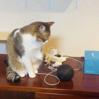 スマートスピーカーをちょんちょんする保護猫