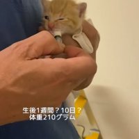 子猫にミルクをあげる飼い主