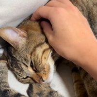 大きい猫を撫でる飼い主の手
