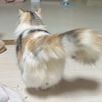 猫の後ろ姿（しっぽを横に振った瞬間）