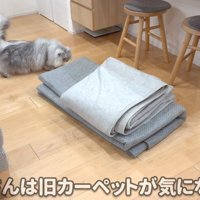 猫と旧カーペット