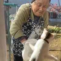 まどふきをするおばあさんとタオルを追いかけるミケ猫