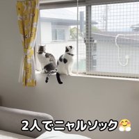 二人でニャルソック