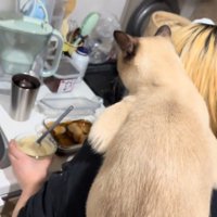 料理を見つめる猫