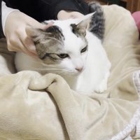 首付近をマッサージされる豆大福さん