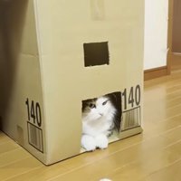 中にひいて開ける秀吉君