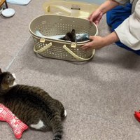 子猫が入ったケージと猫
