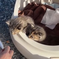 お皿を眺める2匹の子猫