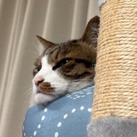 ペット用ベッドのフチにアゴを乗せてくつろぐ猫