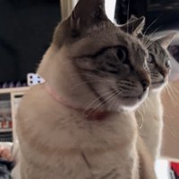横を向く2匹の猫