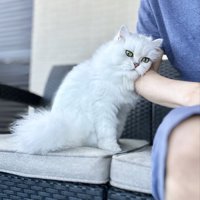甘える猫
