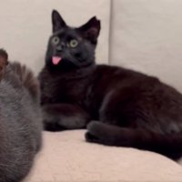 舌を出す黒猫