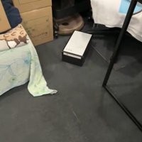 歩く猫