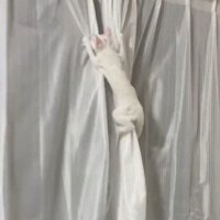 カーテンを登る猫