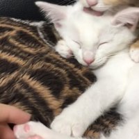 毛づくろいしている猫の写真2