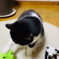 ぬいぐるみをなでる猫