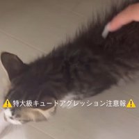 歩き始める子猫