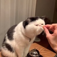 おやつを差し出される猫