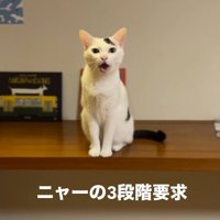 大きく口を開ける猫