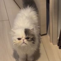 口を閉じて扉の側に立つ猫