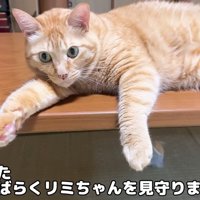 テーブルの上に乗る猫