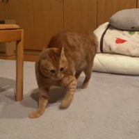 近づく猫