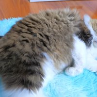 横たわり前足を伸ばしてカメラ目線の猫